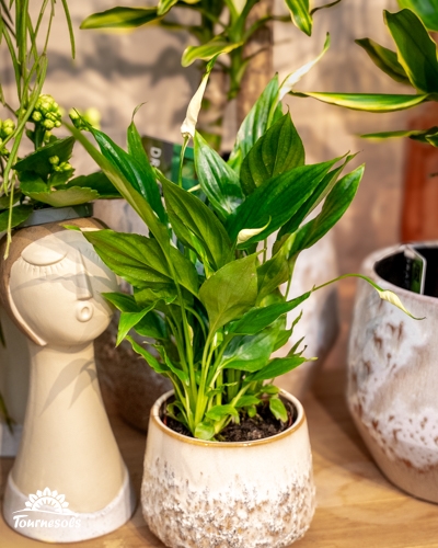 Plante Air So Pur au feuillage vert en pot céramique, idéale pour purifier l’air intérieur.